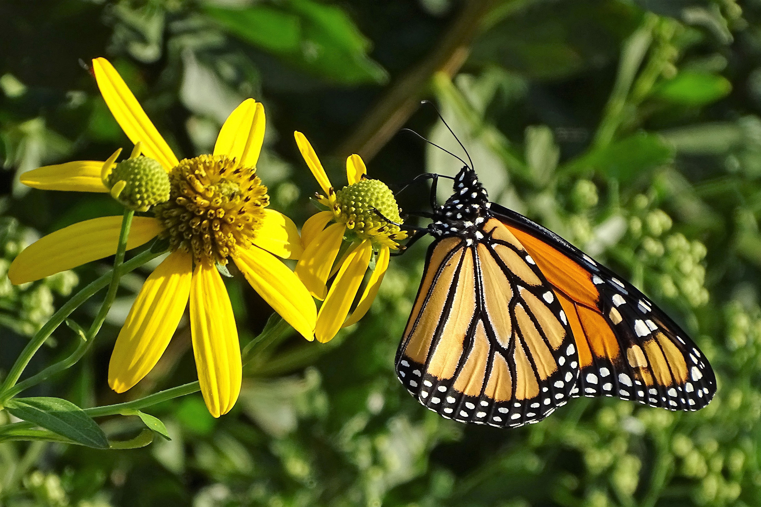 Photo by Pam Chasek