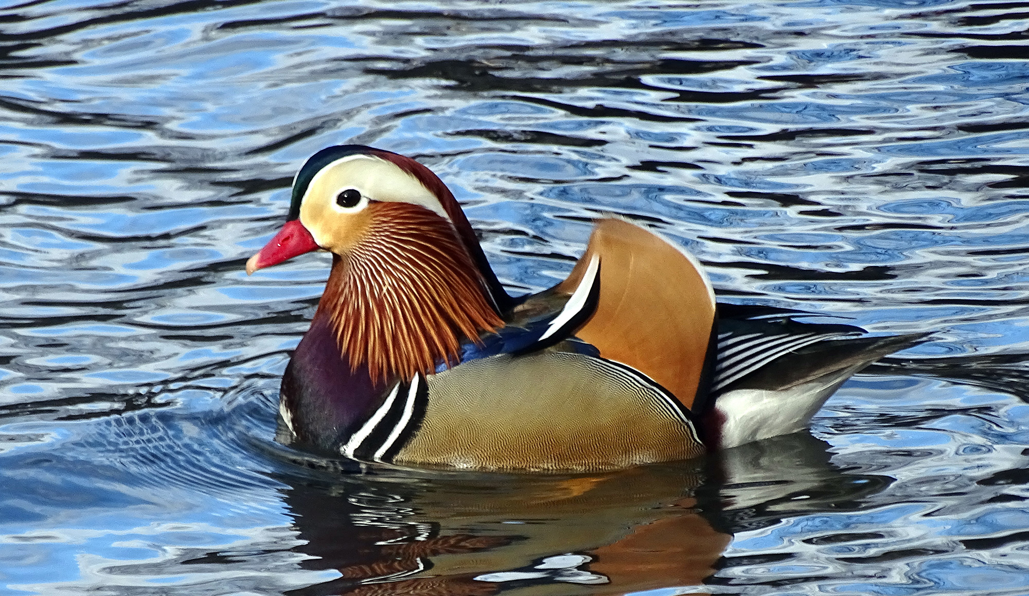 Duck