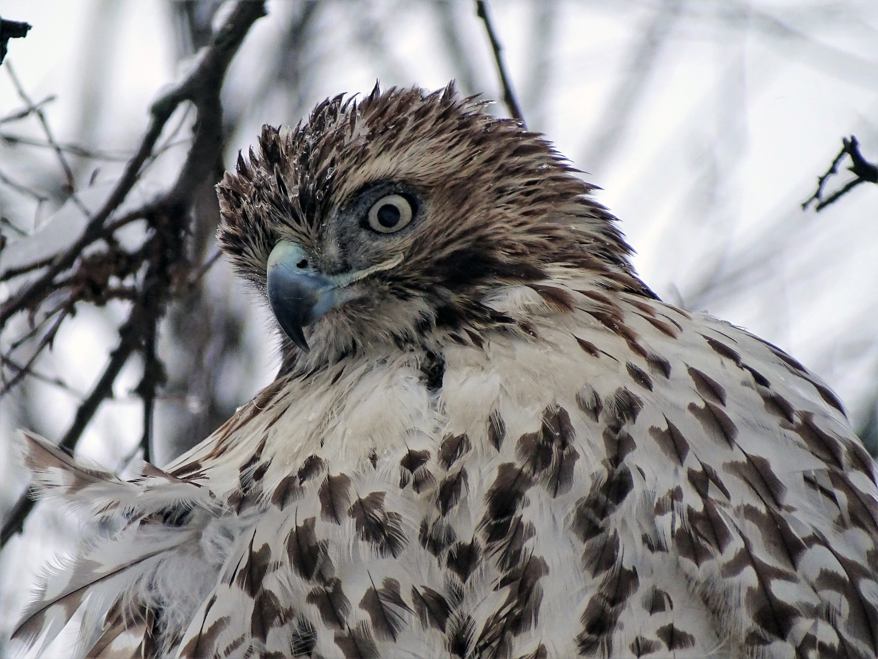 Red-tailed Hawk