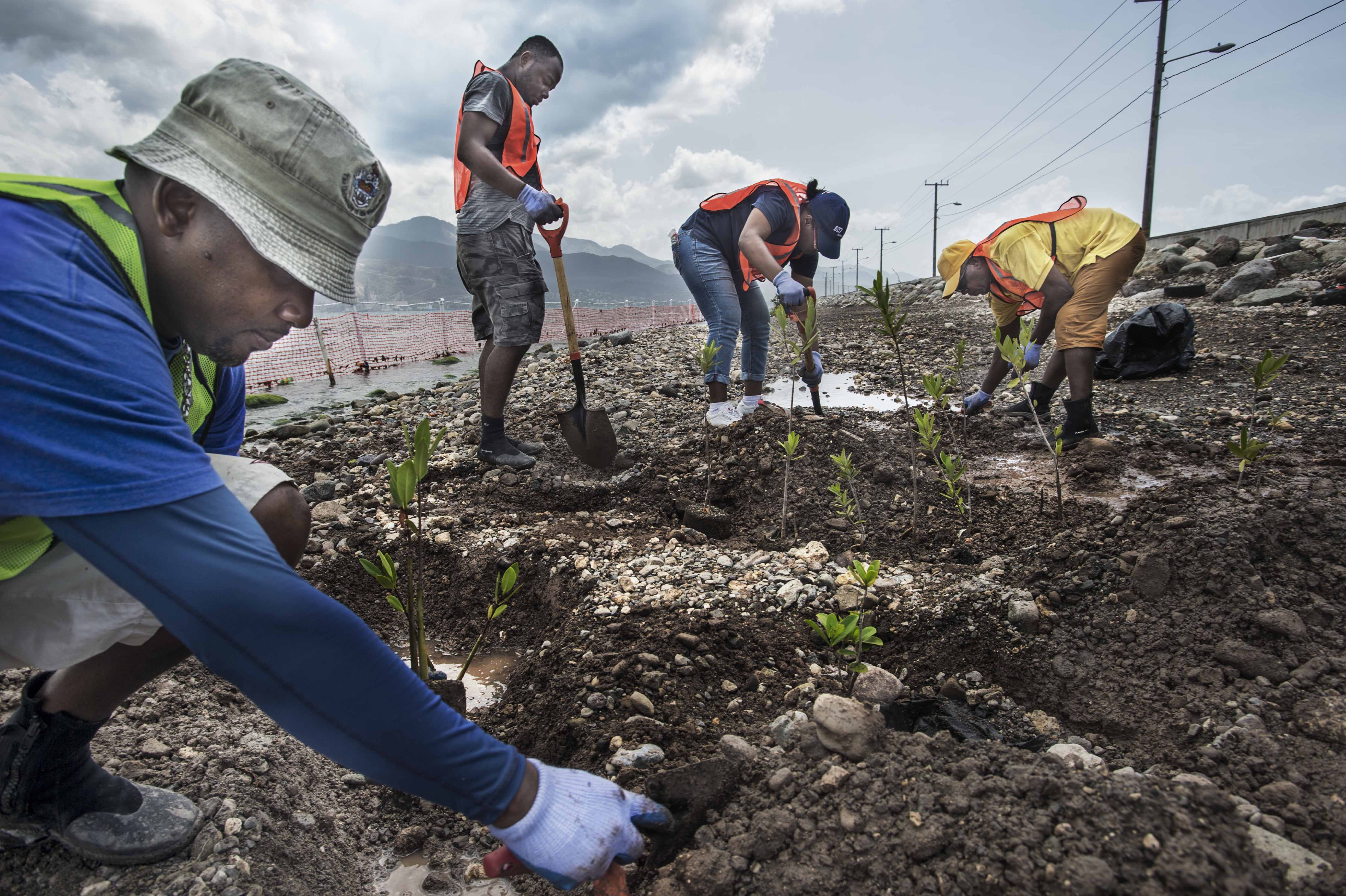 Mangrove planting