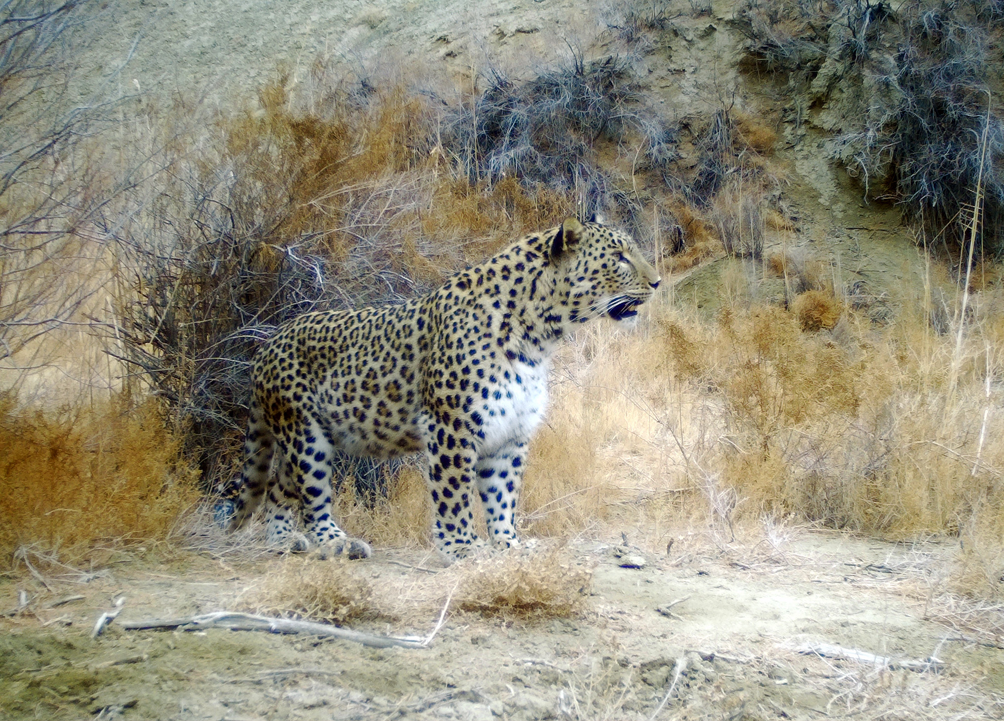 Leopard