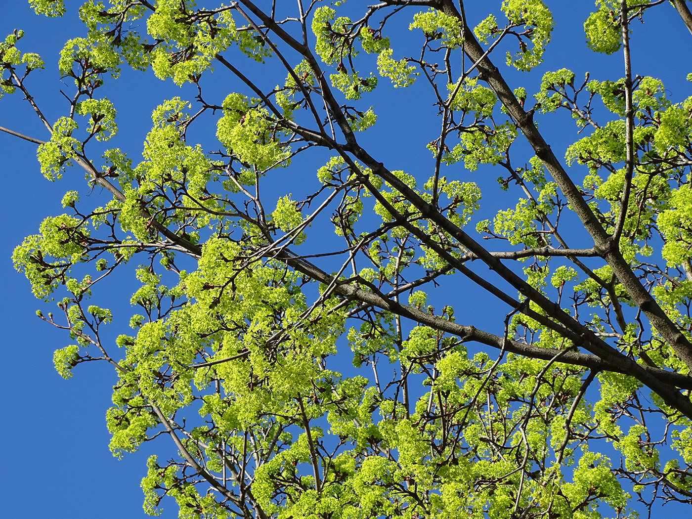 Tree leaves