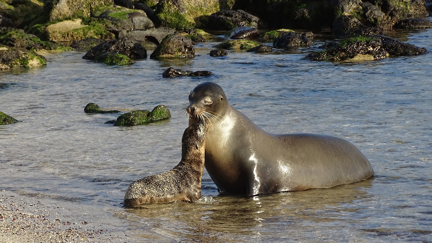 sea lion
