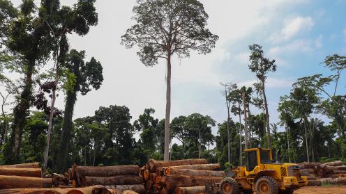 Crane working in a forest