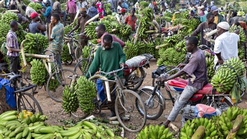 African Food System