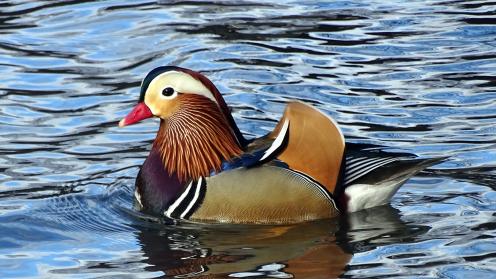 Duck