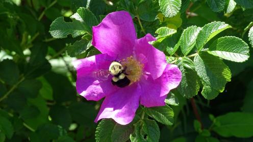 Photo courtesy of Pam Chasek