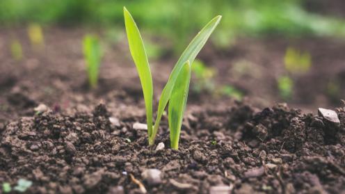Soil