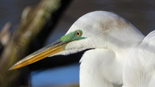 Egret