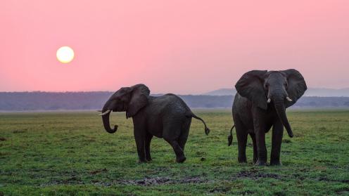 Elephants