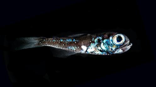 Fish