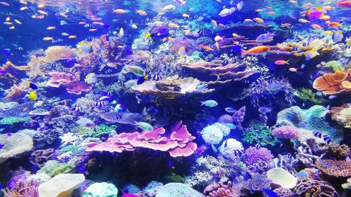 Fishes/Coral