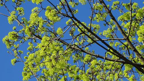 Leaves