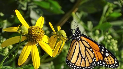 Butterfly