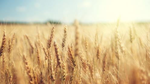 Agrifood