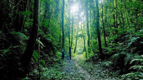 Forests