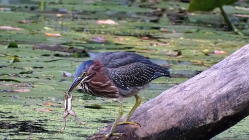 A bird hunts a frog
