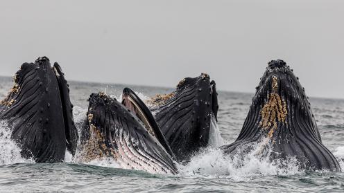 Whales