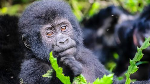 Baby Gorilla