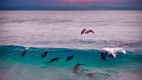 Dolphins