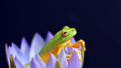 Frog