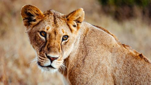 Lion