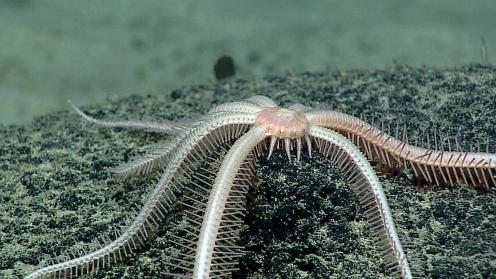 Starfish