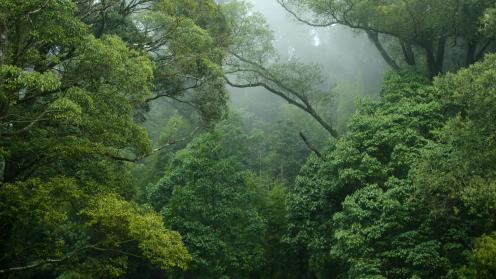 Forest