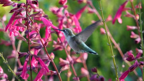 Hummingbird
