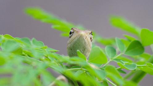 Lizard
