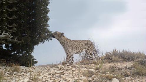 Persian Leopard