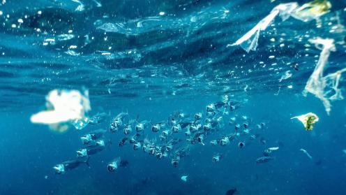 A shoal of Striped Mackerel filter feeding amongst loads of plastic waste
