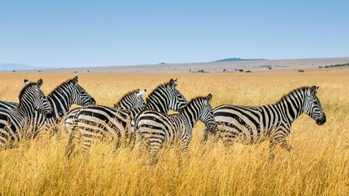 Zebras