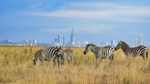 Nairobi zebras