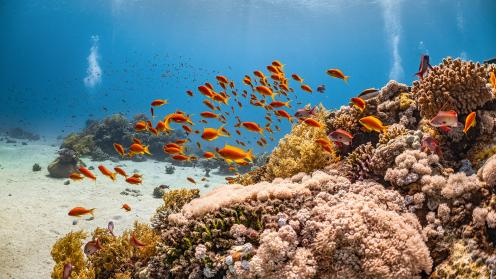 Fishes in the ocean