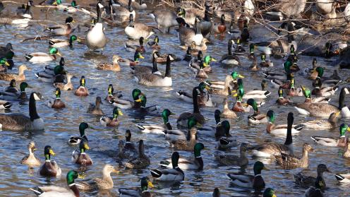 Duck flock