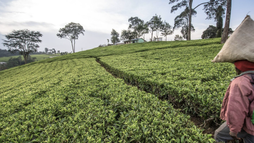 Regenerative Solutions - UNCCC COP16 - 9December2024