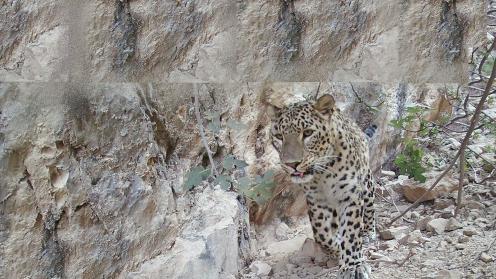 Persian leopard in Turkmenistan