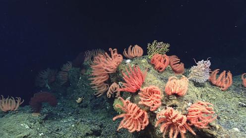Brisingid sea stars