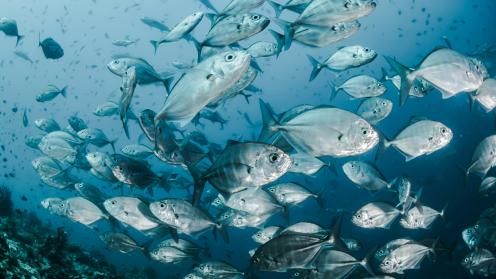 Fishes in the ocean