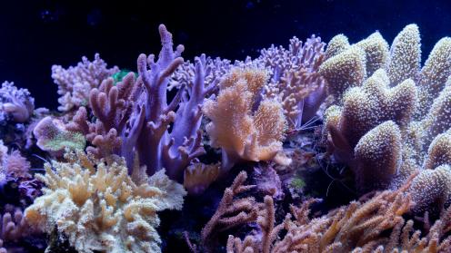 Yellow coral reef in water