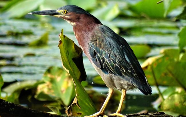 Bird