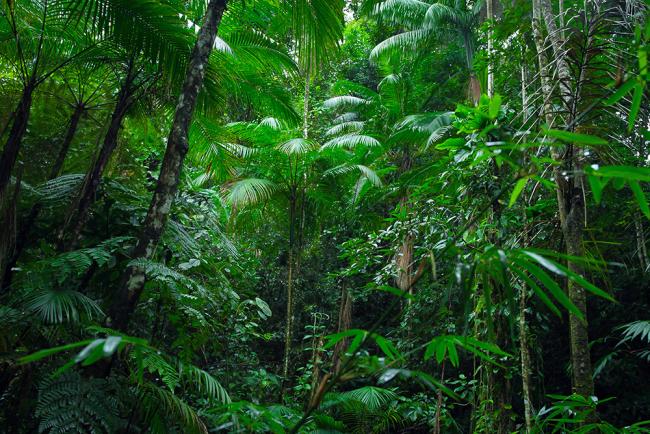 Forests