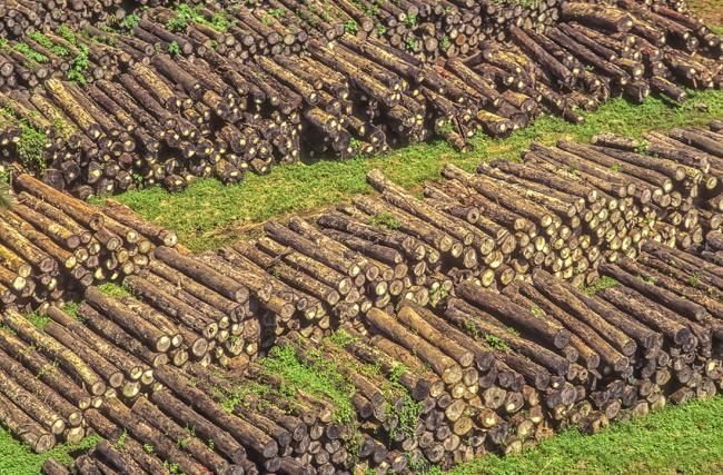 stacked logs 