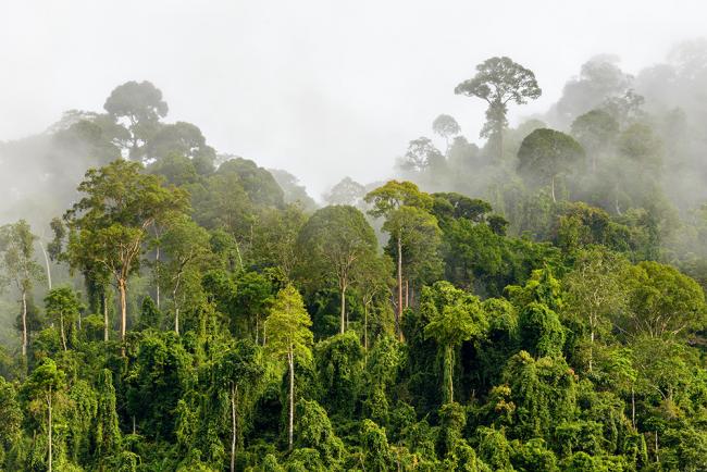 Forests