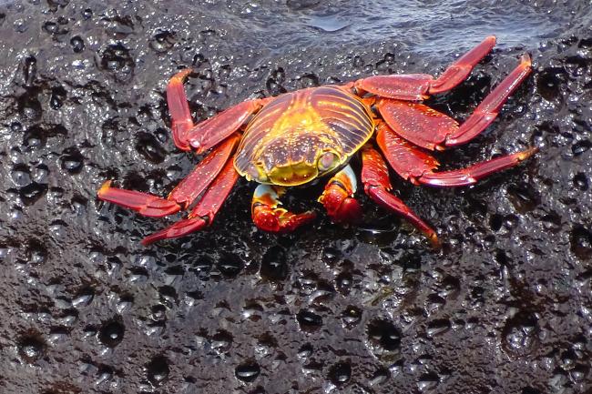 Crab