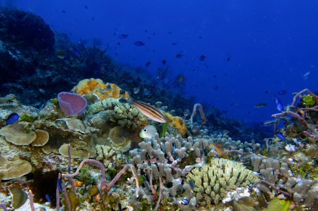 Marine and coastal biodiversity