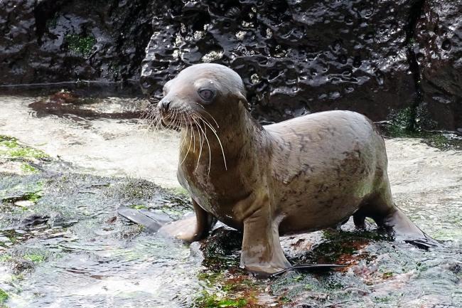 Seal