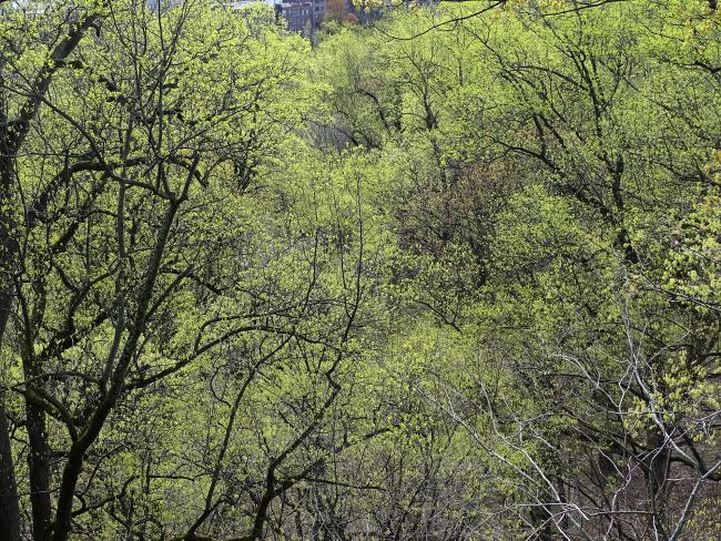 Trees