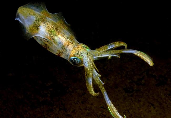 Bigfin reef squid